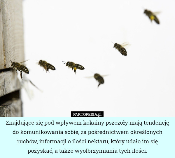 Znajdujące się pod wpływem kokainy pszczoły mają tendencję do komunikowania...