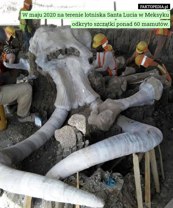 W maju 2020 na terenie lotniska Santa Lucia w Meksyku odkryto szczątki ponad...