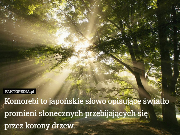 Komorebi to japońskie słowo opisujące światło promieni słonecznych przebijających...