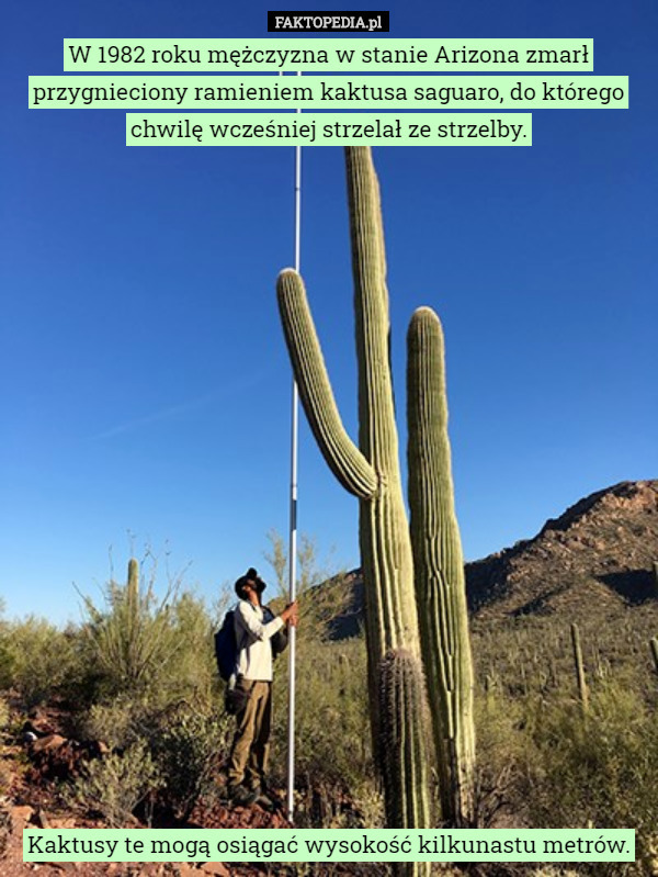 W 1982 roku mężczyzna w stanie Arizona zmarł przygnieciony ramieniem kaktusa...