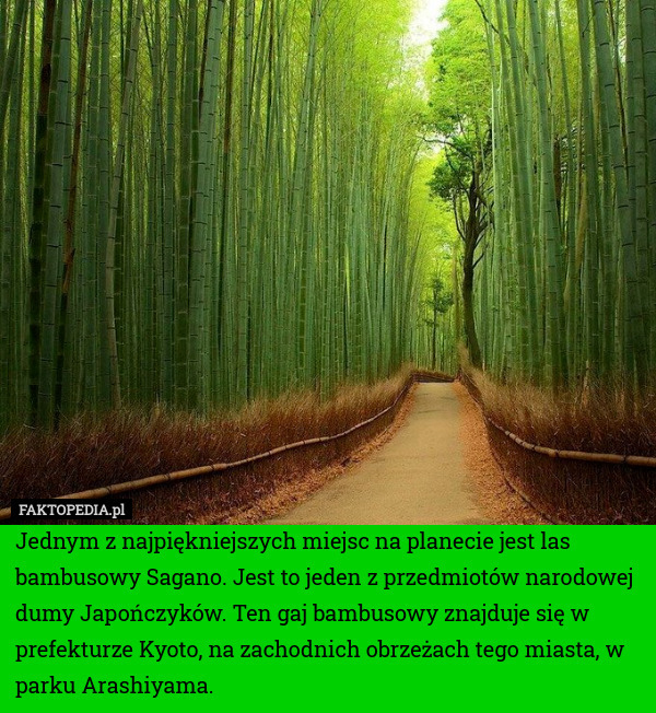 Jednym z najpiękniejszych miejsc na planecie jest las bambusowy Sagano.