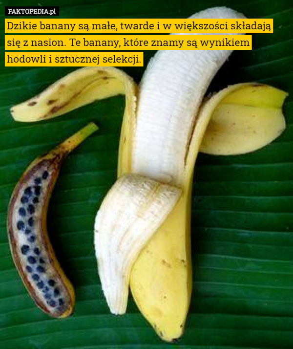 Dzikie banany są małe, twarde i w większości składają się z nasion. Te...