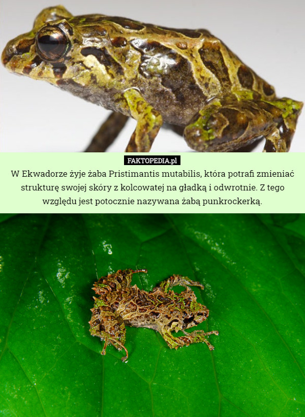 W Ekwadorze żyje żaba Pristimantis mutabilis, która potrafi zmieniać strukturę...