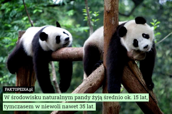 W środowisku naturalnym pandy żyją średnio ok. 15 lat, tymczasem w niewoli...