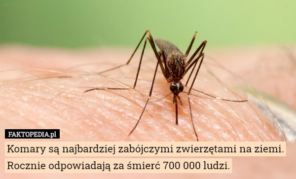 Komary są najbardziej zabójczymi zwierzętami na ziemi. Rocznie odpowiadają