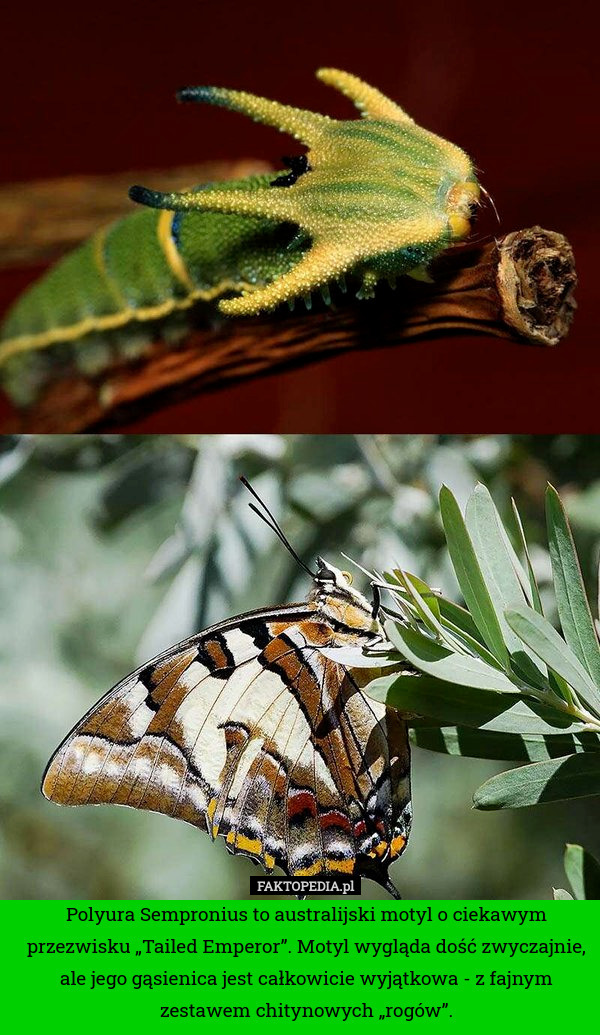 Polyura Sempronius to australijski motyl o ciekawym przezwisku „Tailed Emperor”.