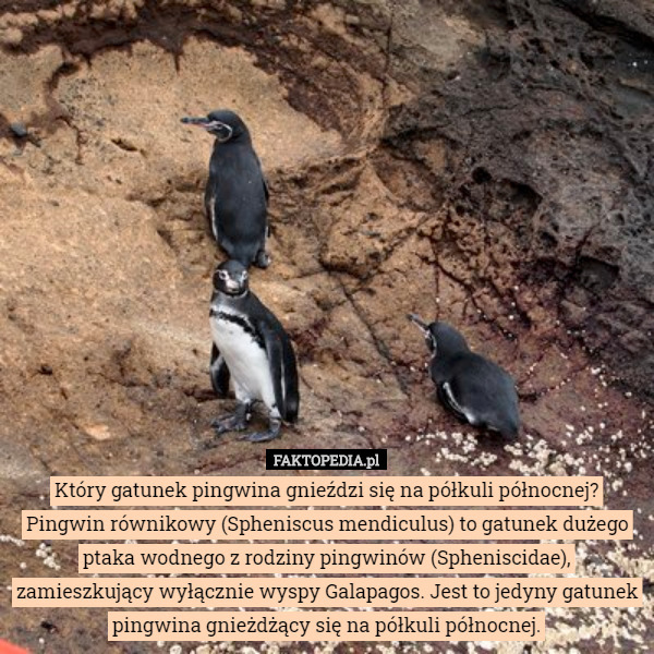 Który gatunek pingwina gnieździ się na półkuli północnej?Pingwin równikowy