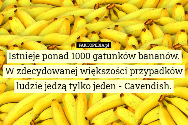 Istnieje ponad 1000 gatunków bananów. W zdecydowanej większości przypadków...
