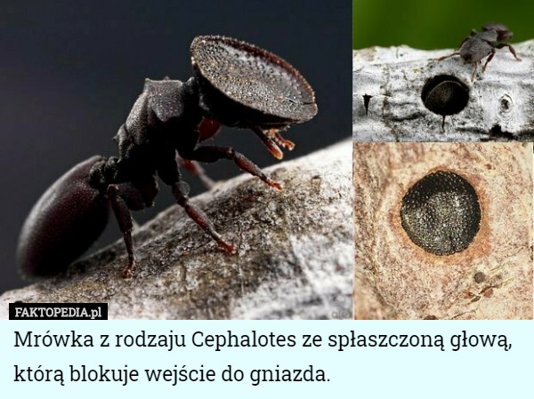 Mrówka z rodzaju Cephalotes ze spłaszczoną głową, którą blokuje wejście