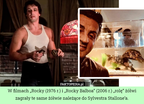 W filmach „Rocky (1976 r.) i „Rocky Balboa” (2006 r.) „rolę” żółwi zagrały...