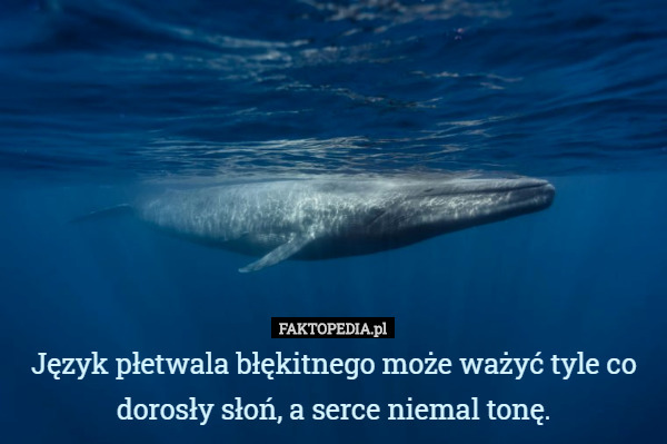 Język płetwala błękitnego może ważyć tyle co dorosły słoń, a serce niemal...