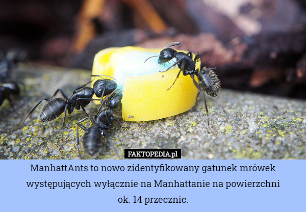 ManhattAnts to nowo zidentyfikowany gatunek mrówek występujących wyłącznie