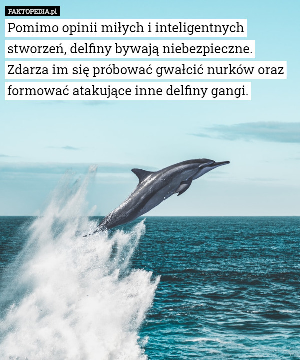 Pomimo opinii miłych i inteligentnych stworzeń, delfiny bywają niebezpieczne...