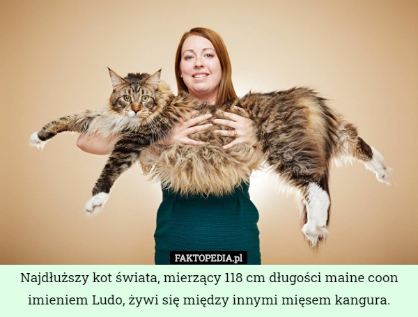 Najdłuższy kot świata, mierzący 118 cm długości maine coon imieniem Ludo...