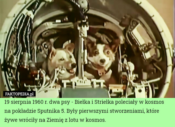 19 sierpnia 1960 r. dwa psy - Biełka i Striełka poleciały w kosmos na pokładzie