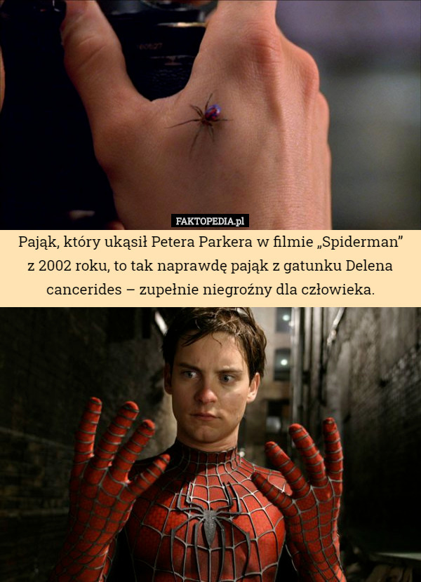 Pająk, który ukąsił Petera Parkera w filmie „Spiderman”
z 2002 roku, to