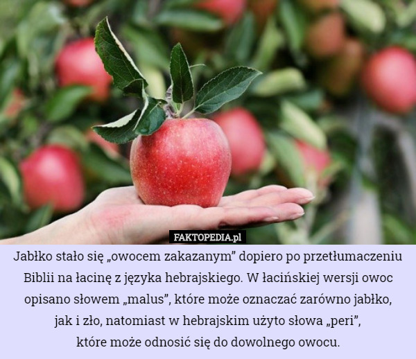 Jabłko stało się „owocem zakazanym” dopiero po przetłumaczeniu Biblii na...