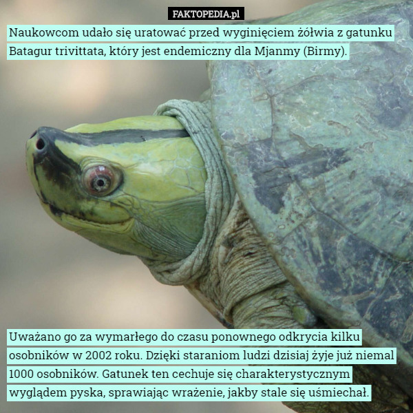 Naukowcom udało się uratować przed wyginięciem żółwia z gatunku Batagur...