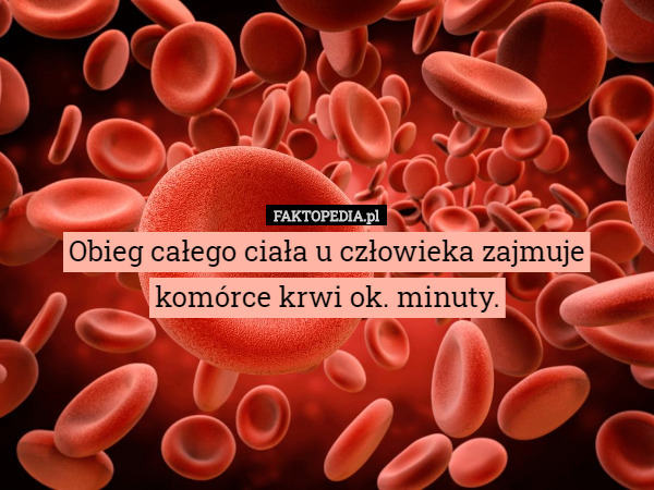 Obieg całego ciała u człowieka zajmuje komórce krwi ok...