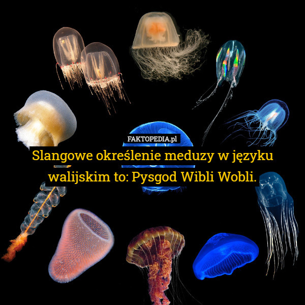 Slangowe określenie meduzy w języku walijskim to: Pysgod...