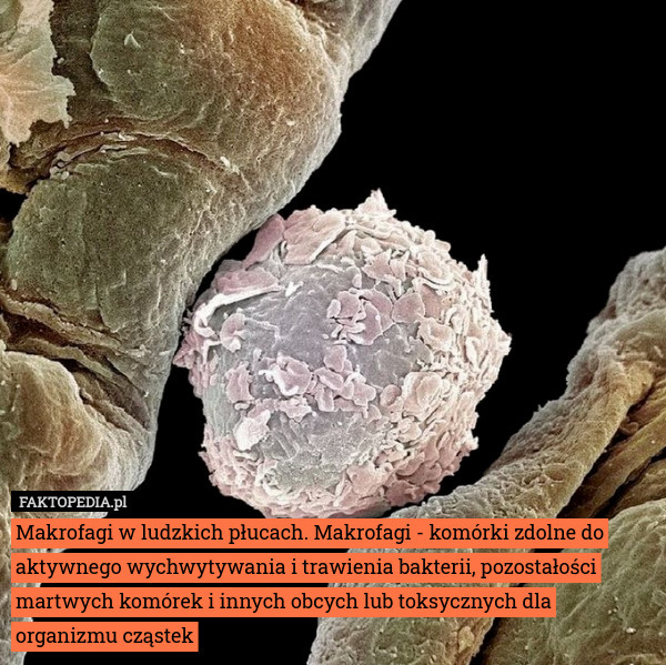Makrofagi w ludzkich płucach. Makrofagi - komórki zdolne do aktywnego wychwytywania