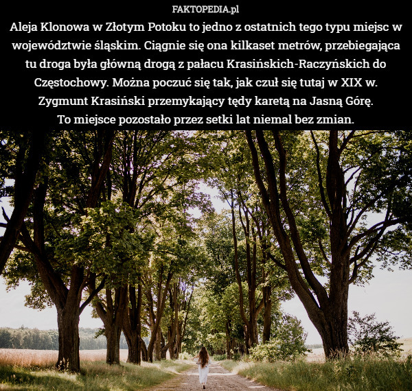 Aleja Klonowa w Złotym Potoku to jedno z ostatnich tego typu miejsc w województwie...