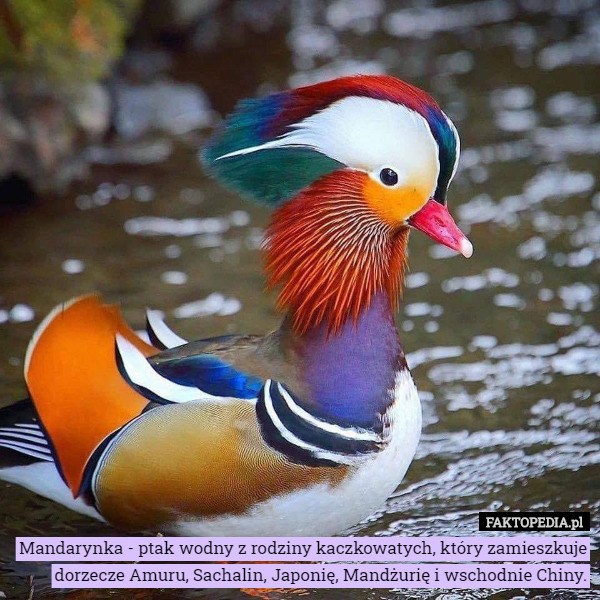Mandarynka - ptak wodny z rodziny kaczkowatych, który zamieszkuje...