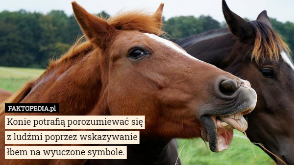 Konie potrafią porozumiewać się z ludźmi poprzez wskazywanie łbem na...