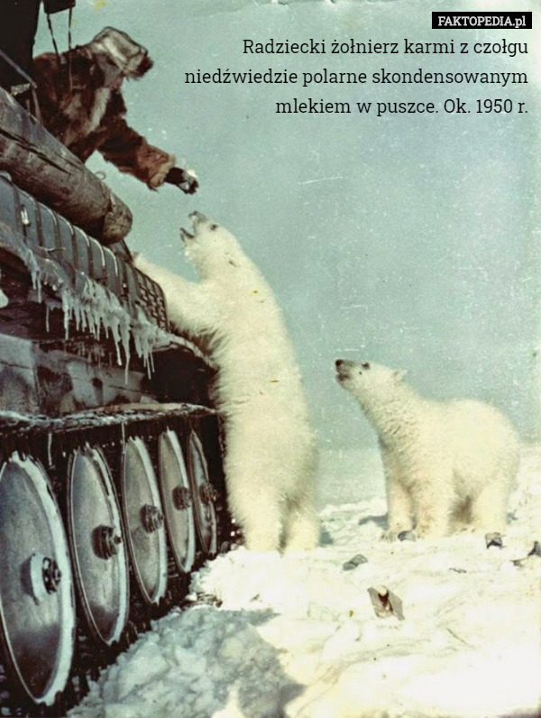 Radziecki żołnierz karmi z czołgu niedźwiedzie polarne skondensowanym mlekiem...