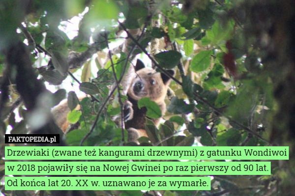 Drzewiaki (zwane też kangurami drzewnymi) z gatunku Wondiwoi w 2018 pojawiły...