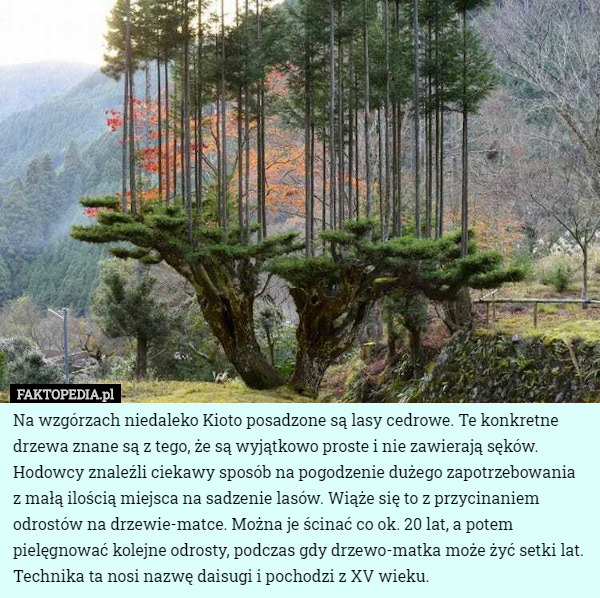Na wzgórzach niedaleko Kioto posadzone są lasy cedrowe. Te konkretne drzewa...