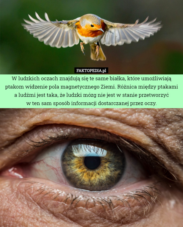 W ludzkich oczach znajdują się te same białka, które umożliwiają ptakom...