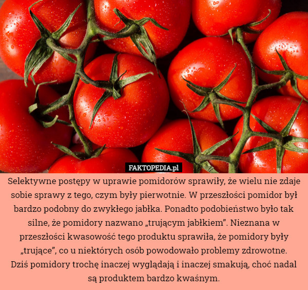 Selektywne postępy w uprawie pomidorów sprawiły, że wielu nie zdaje sobie...
