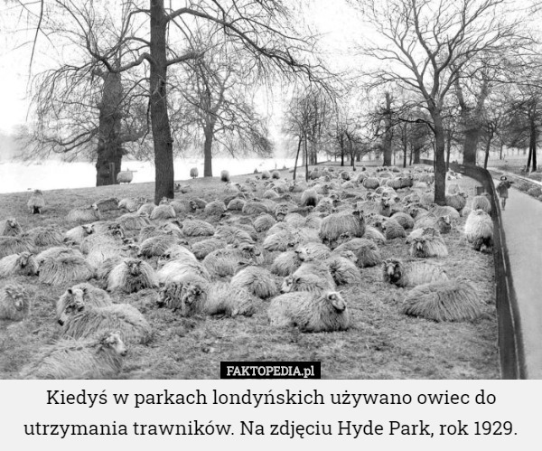 Kiedyś w parkach londyńskich używano owiec do utrzymania...