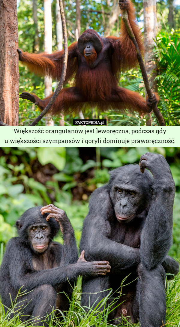Większość orangutanów jest...