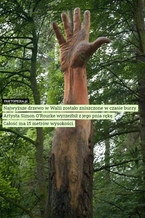 Najwyższe drzewo w Walii zostało zniszczone w czasie burzy. Artysta Simon...