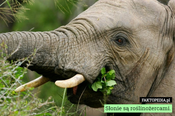 Słonie są roślinożercami.