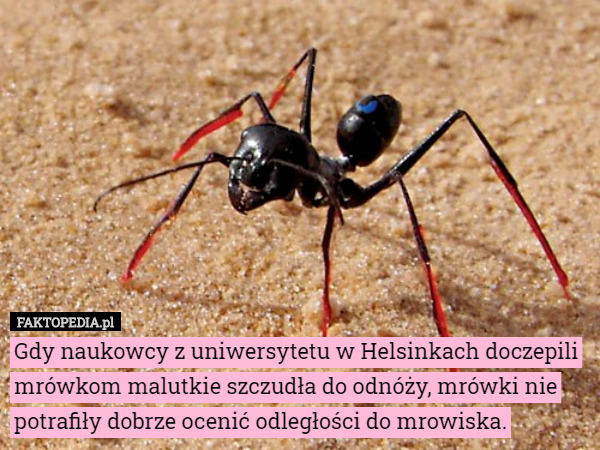 Gdy naukowcy z uniwersytetu w Helsinkach doczepili mrówkom malutkie szczudła...