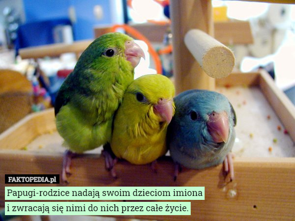 Papugi-rodzice nadają swoim dzieciom imiona
i zwracają się nimi do nich