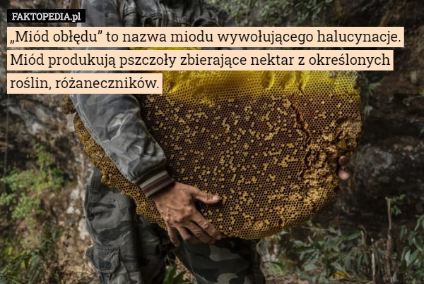 „Miód obłędu” to nazwa miodu wywołującego halucynacje. Miód produkują pszczoły...