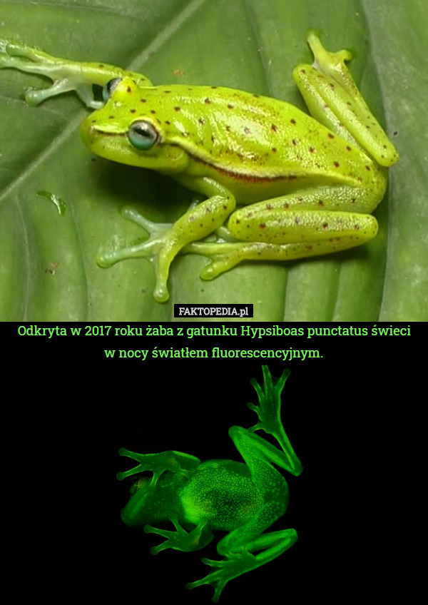 Odkryta w 2017 roku żaba z gatunku Hypsiboas punctatus świeci w nocy światłem...