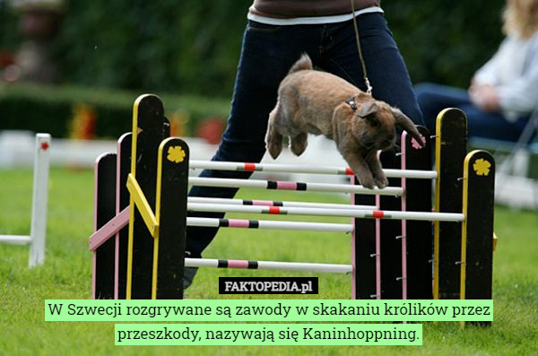 W Szwecji rozgrywane są zawody w skakaniu królików przez przeszkody, nazywają