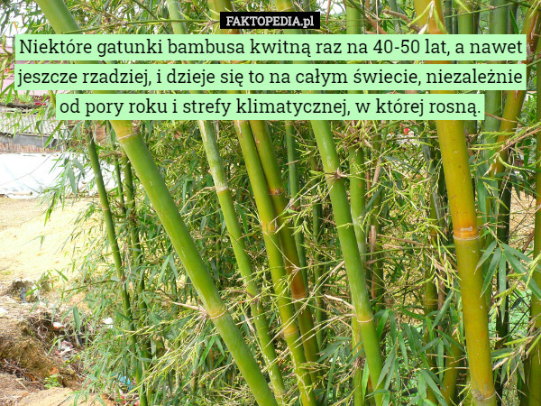 Niektóre gatunki bambusa kwitną raz na 40-50 lat, a nawet jeszcze...