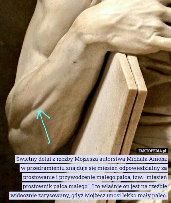 Świetny detal z rzeźby Mojżesza autorstwa Michała Anioła: w przedramieniu...