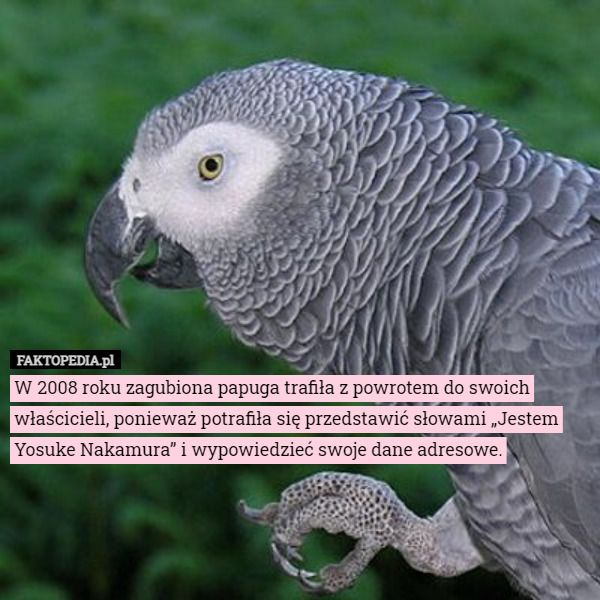W 2008 roku zagubiona papuga trafiła z powrotem do swoich właścicieli, ponieważ