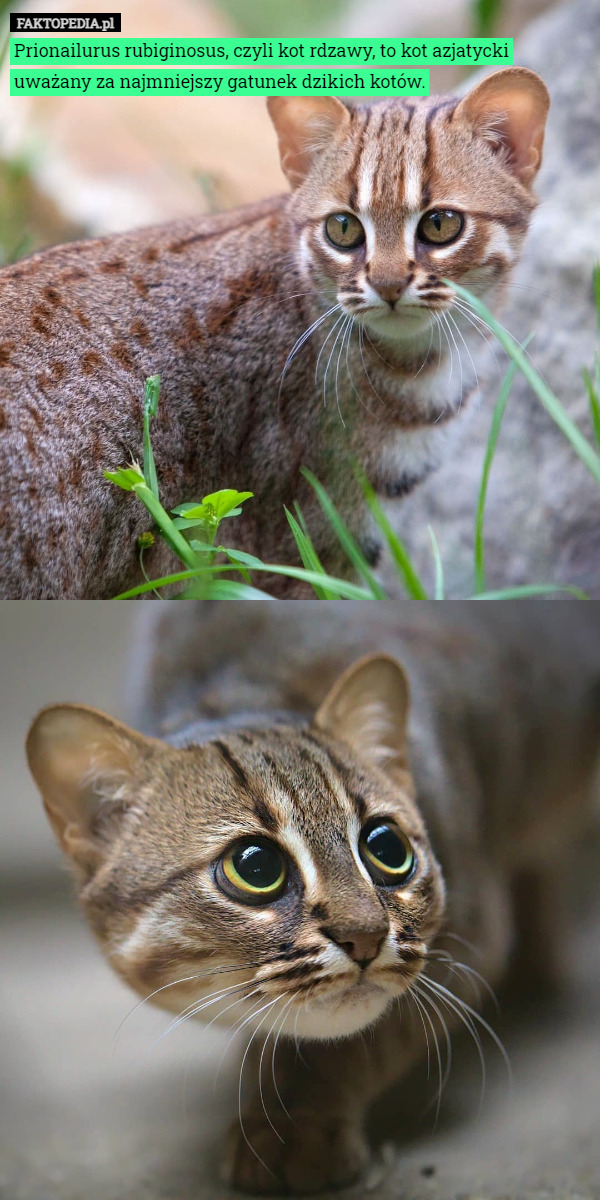 Prionailurus rubiginosus, czyli kot rdzawy, to kot azjatycki uważany za...