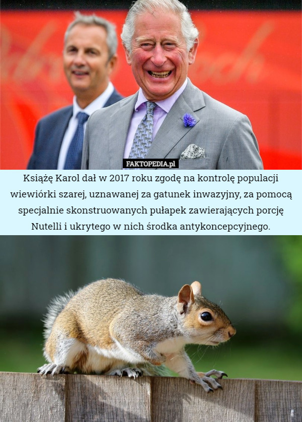 Książę Karol dał w 2017 roku zgodę na kontrolę populacji wiewiórki szarej...