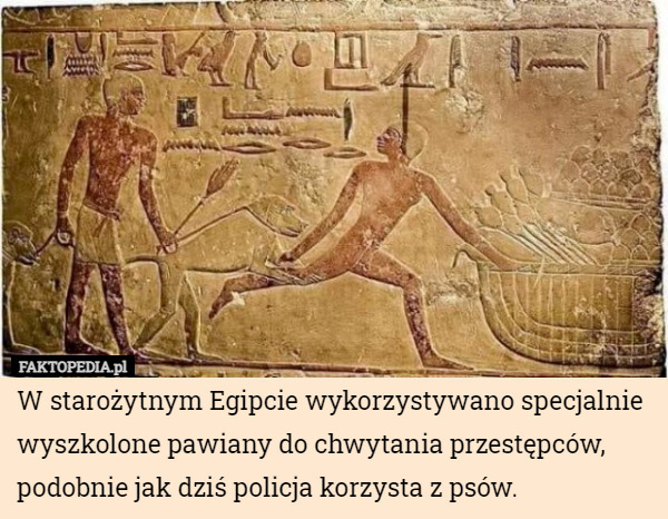 W starożytnym Egipcie wykorzystywano specjalnie wyszkolone pawiany do chwytania...