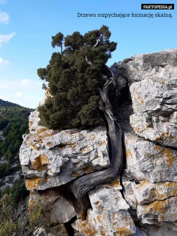 Drzewo rozpychające formację skalną.