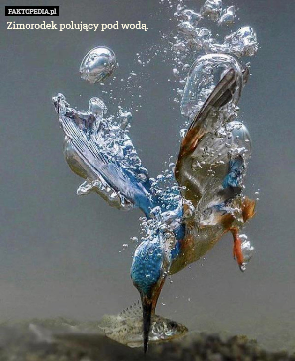 Zimorodek polujący pod wodą.